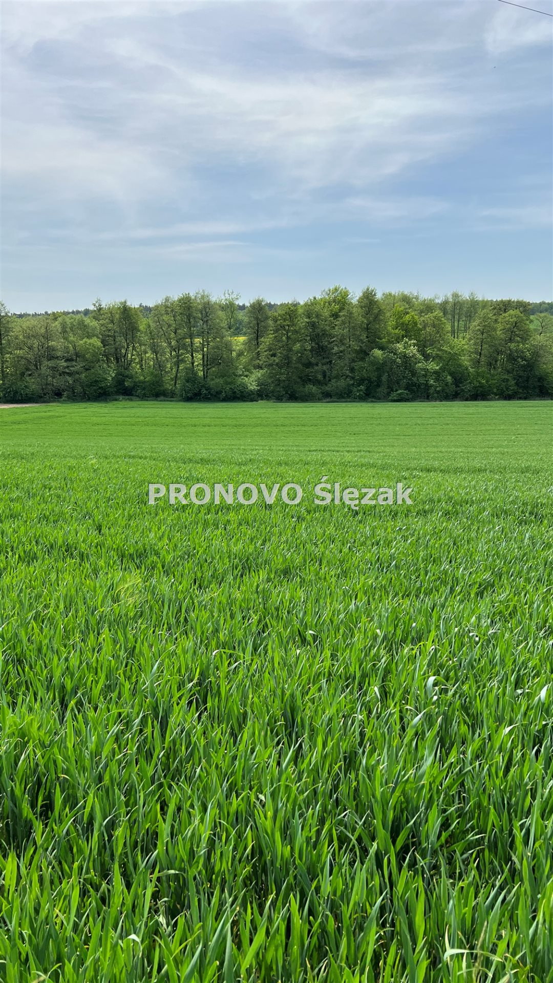 Działka budowlana 3 000 m², Borkowice