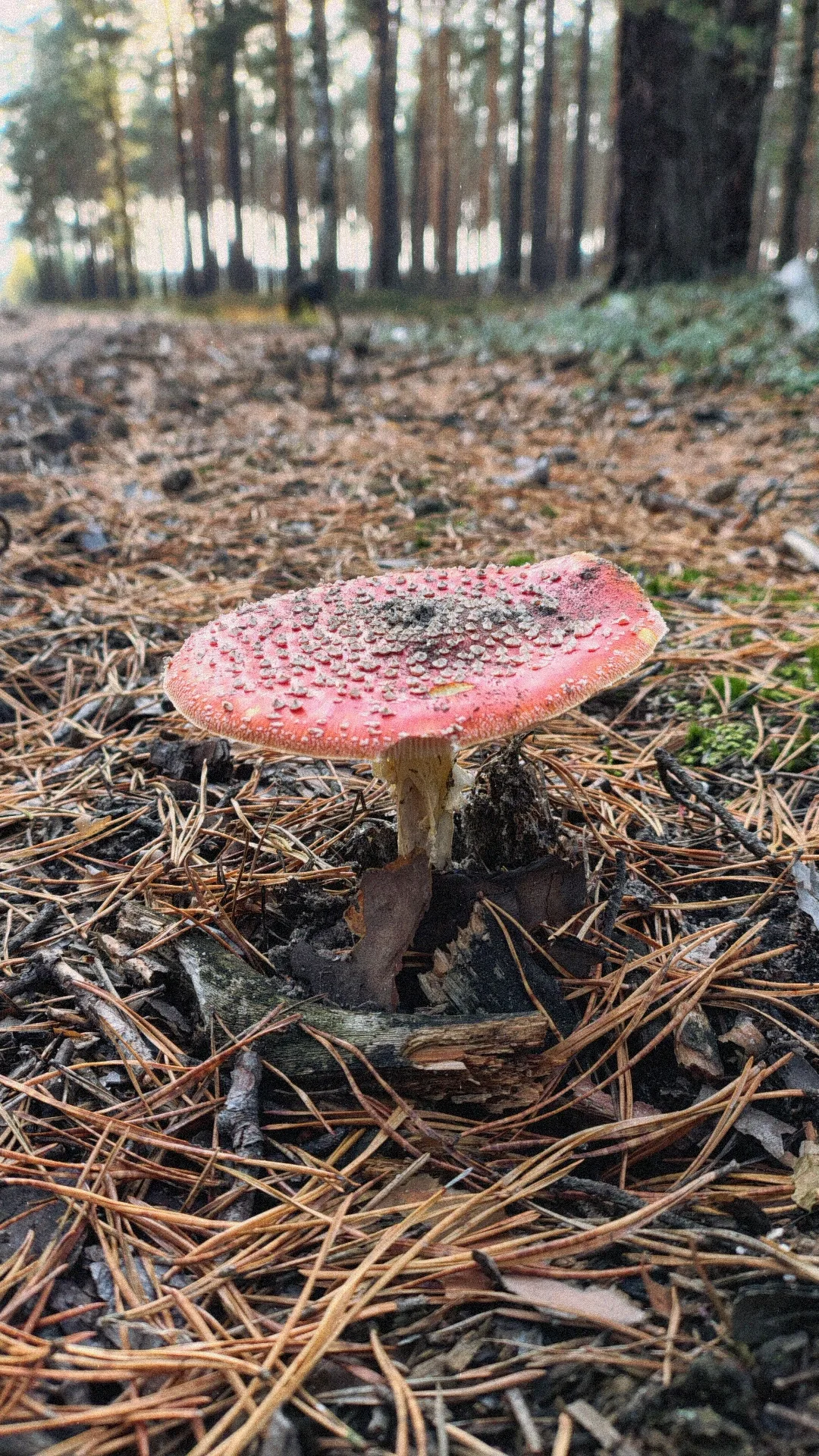 Działka budowlana 3,36 ha, Stare Bogaczowice