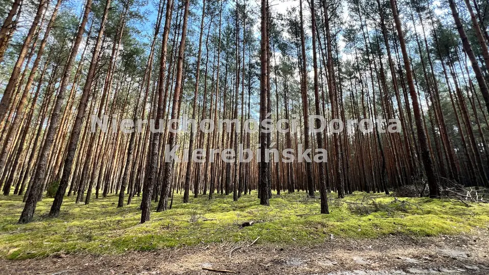 Działka rekreacyjna i leśna 1 001 m², Inowłódz