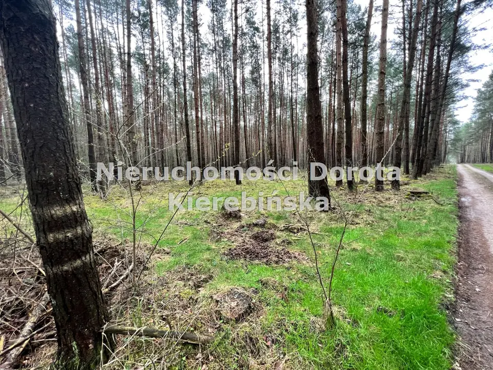 Działka leśna 6 600 m², Poświętne