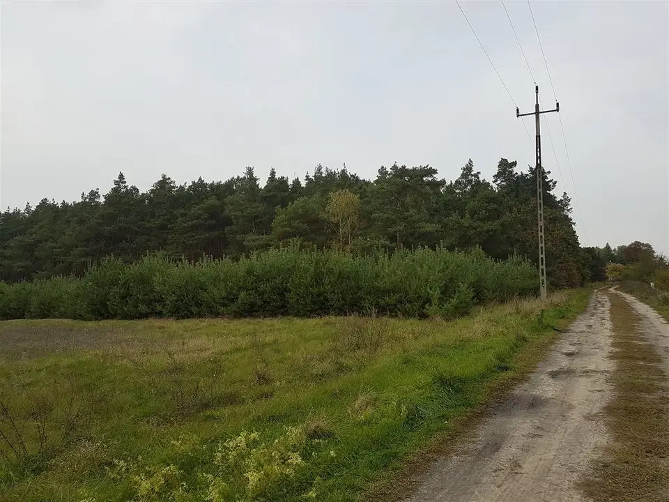 Działka leśna 2,1 ha, Bałdrzychów