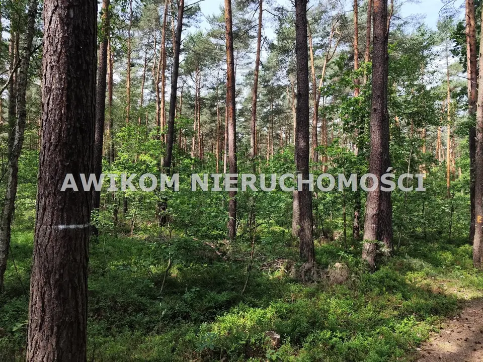 Działka budowlana i leśna 1,5 ha, Grabina Radziwiłłowska