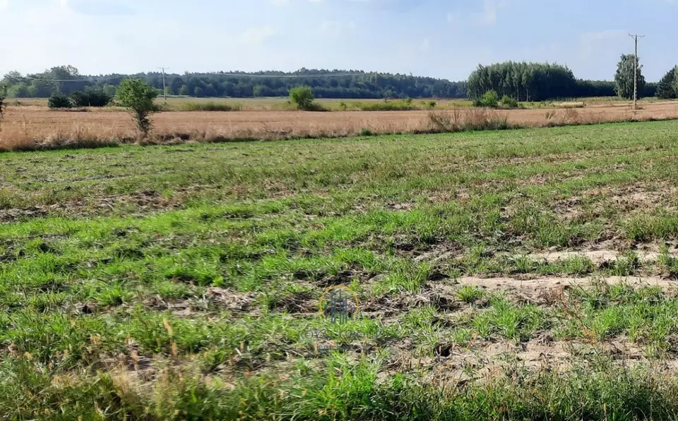 Zdjęcie 6