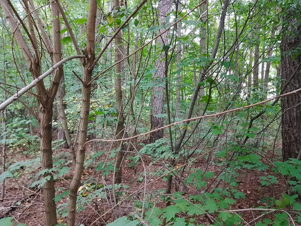 Zdjęcie 8