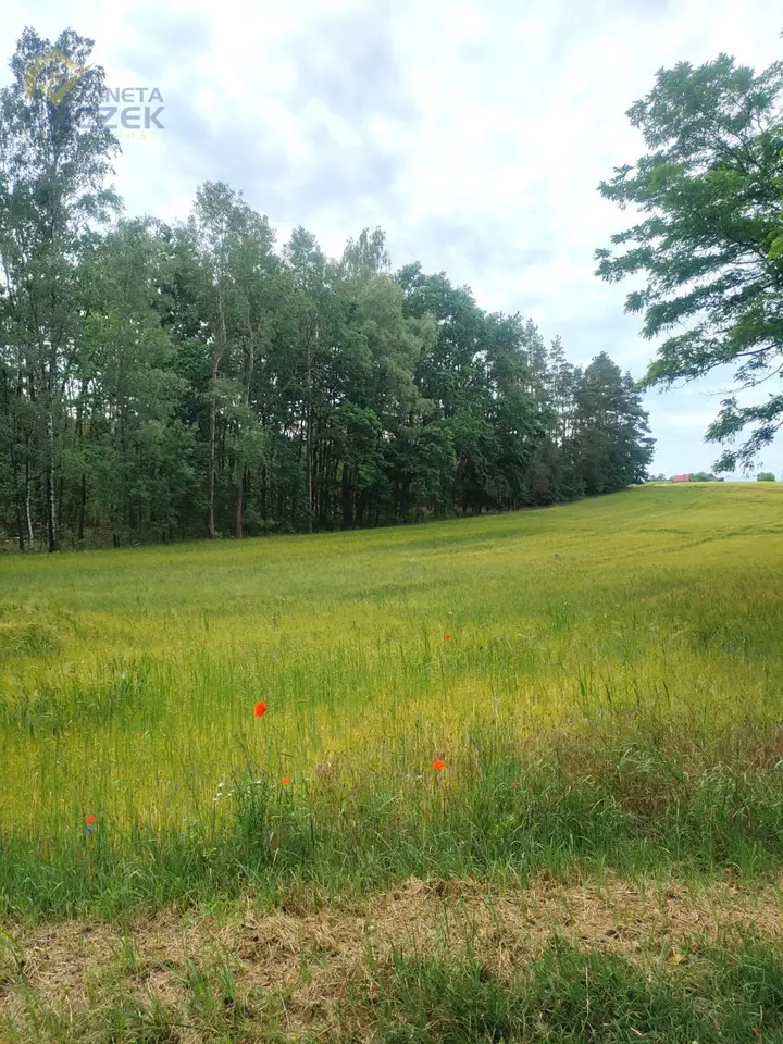 Działka rolna 2,45 ha, Zakrzew