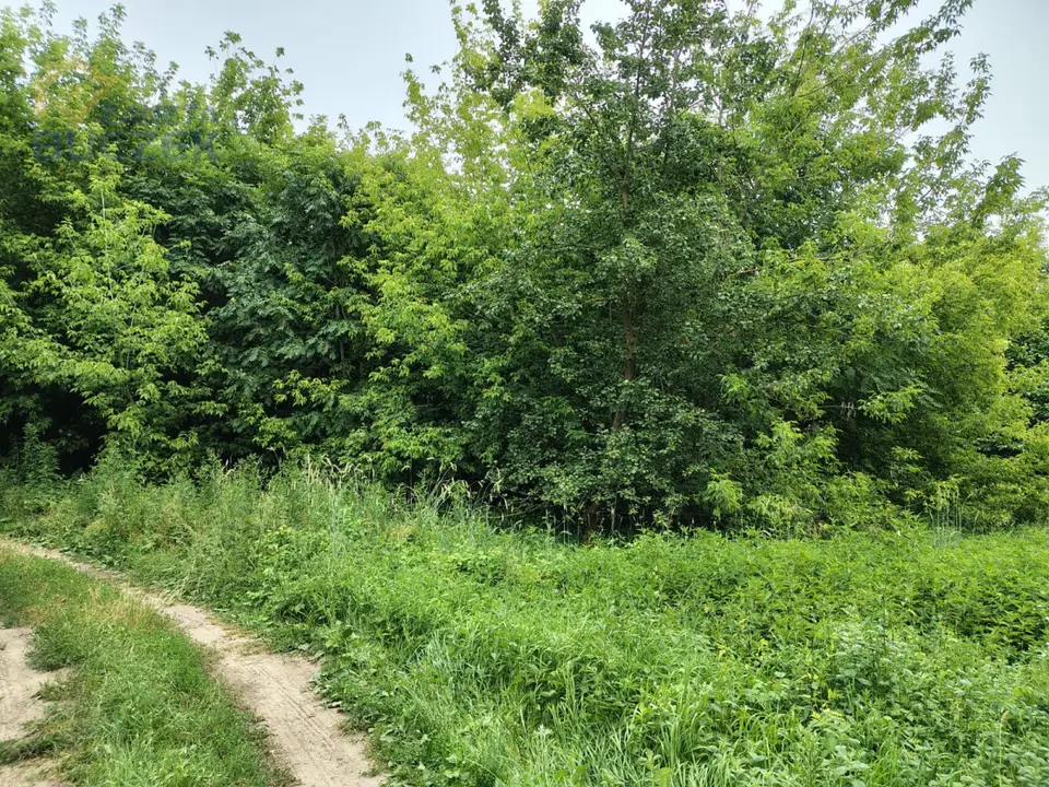 Zdjęcie 5