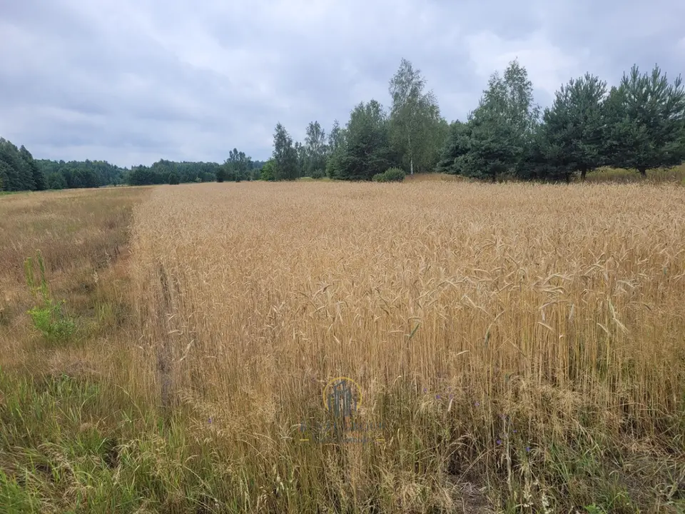 Zdjęcie 3