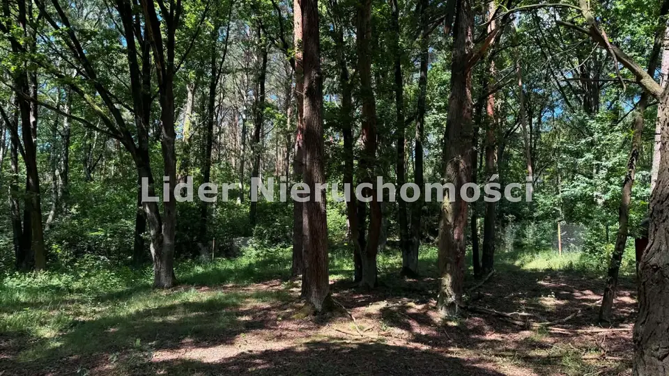 Zdjęcie 8
