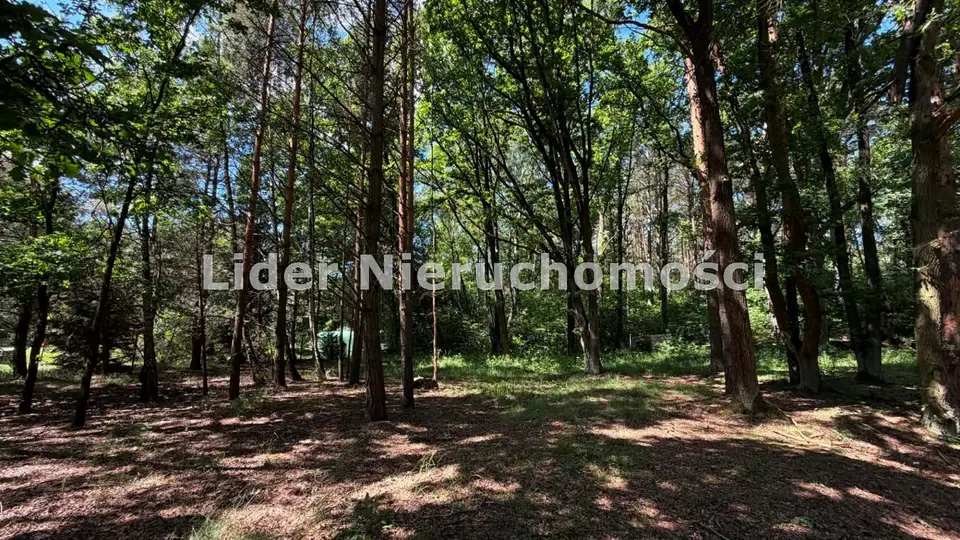Zdjęcie 12
