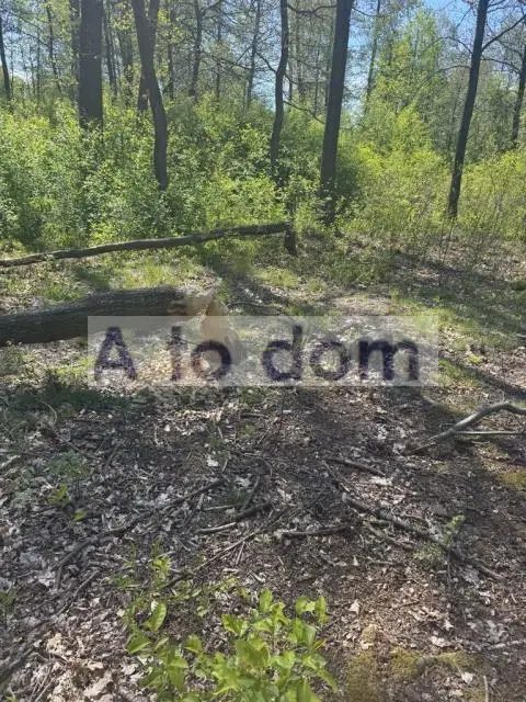 Zdjęcie 9
