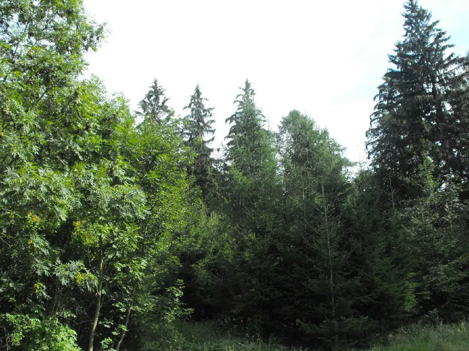 Zdjęcie 13