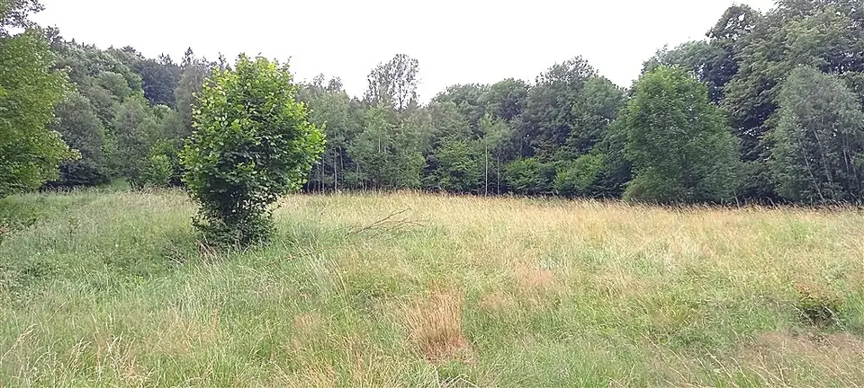 Zdjęcie 7