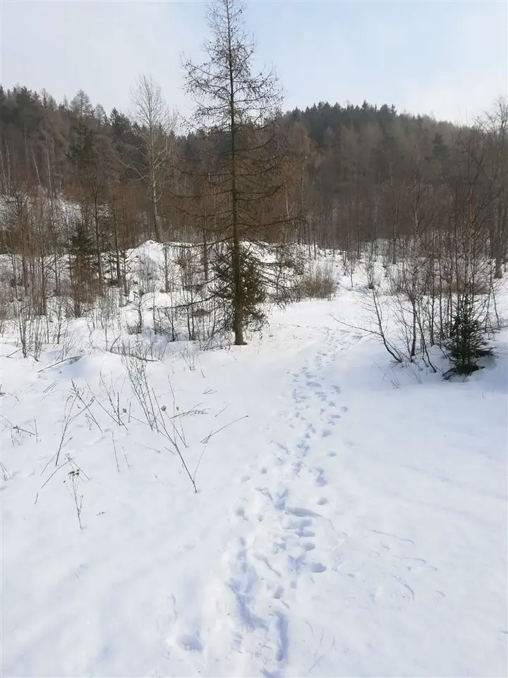 Zdjęcie 11