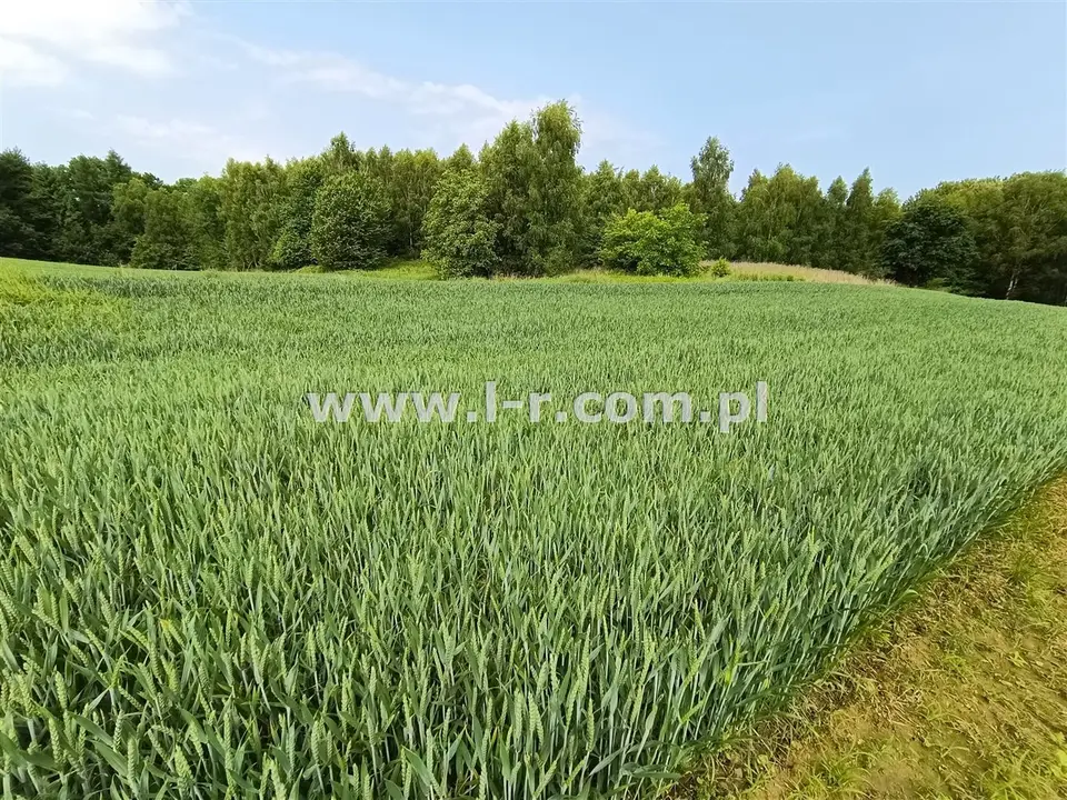 Zdjęcie 7