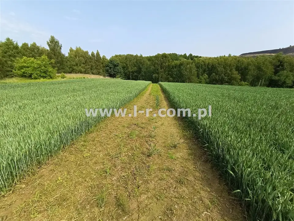 Zdjęcie 11