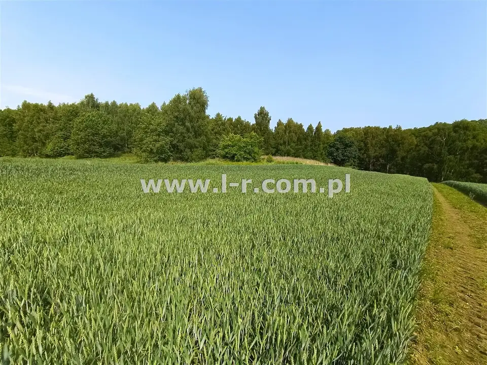 Zdjęcie 12