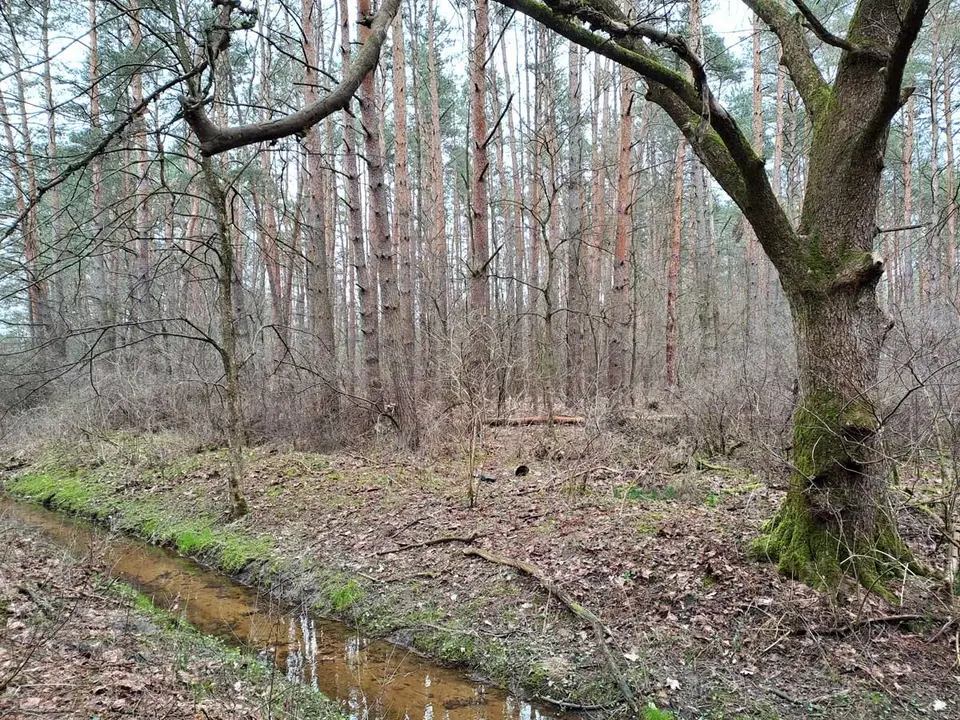 Zdjęcie 5