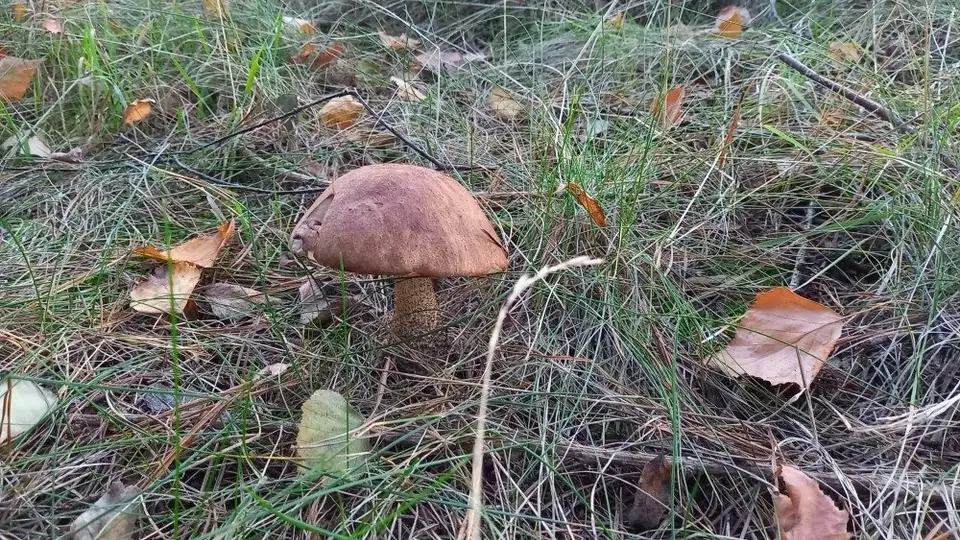 Zdjęcie 8