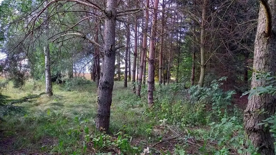 Zdjęcie 13