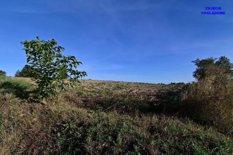 Zdjęcie 2