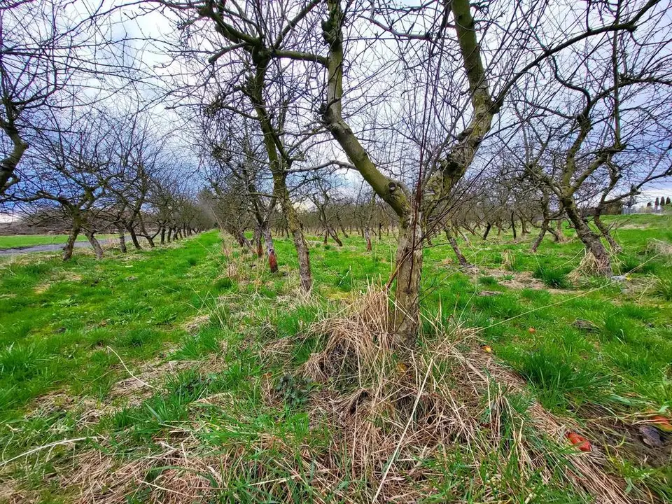 Działka budowlana 6 300 m², Motycz