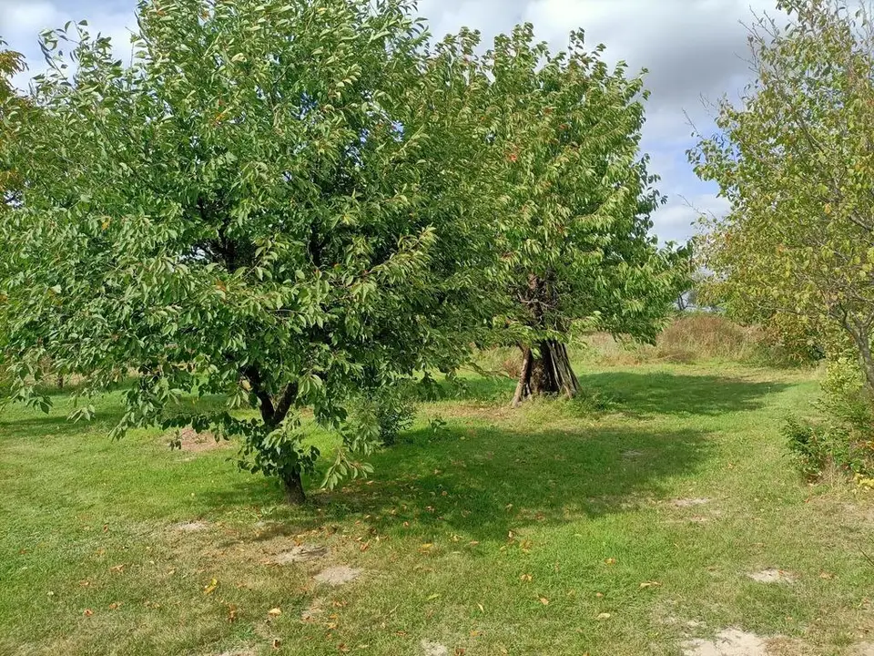 Zdjęcie 11