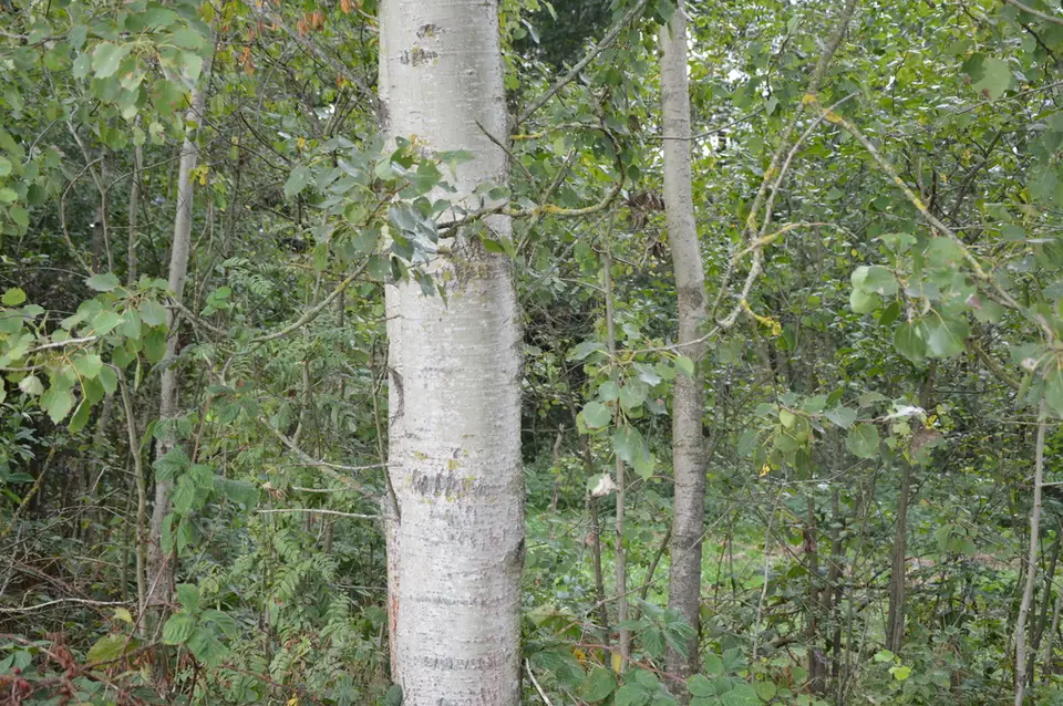 Zdjęcie 8