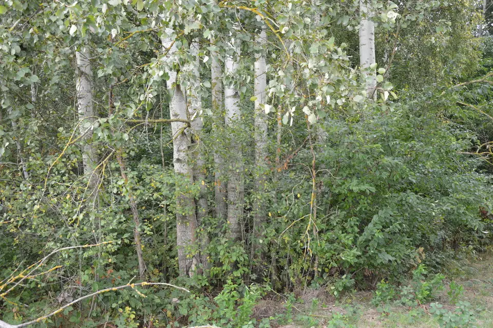 Zdjęcie 9