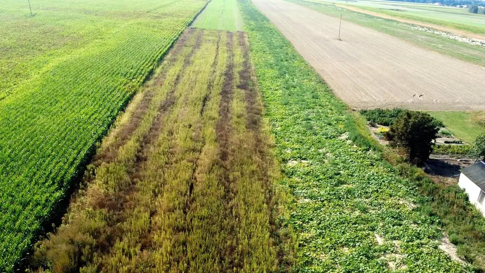 Działka budowlana 5 000 m², Miłków-Kolonia