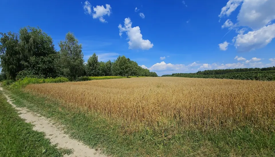 Działka rolna 3 342 m², Karczmiska Drugie