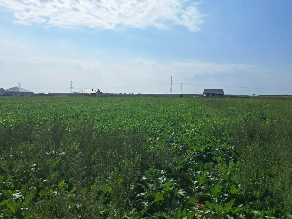 Działka budowlana 1 594 m², Turowola-Kolonia