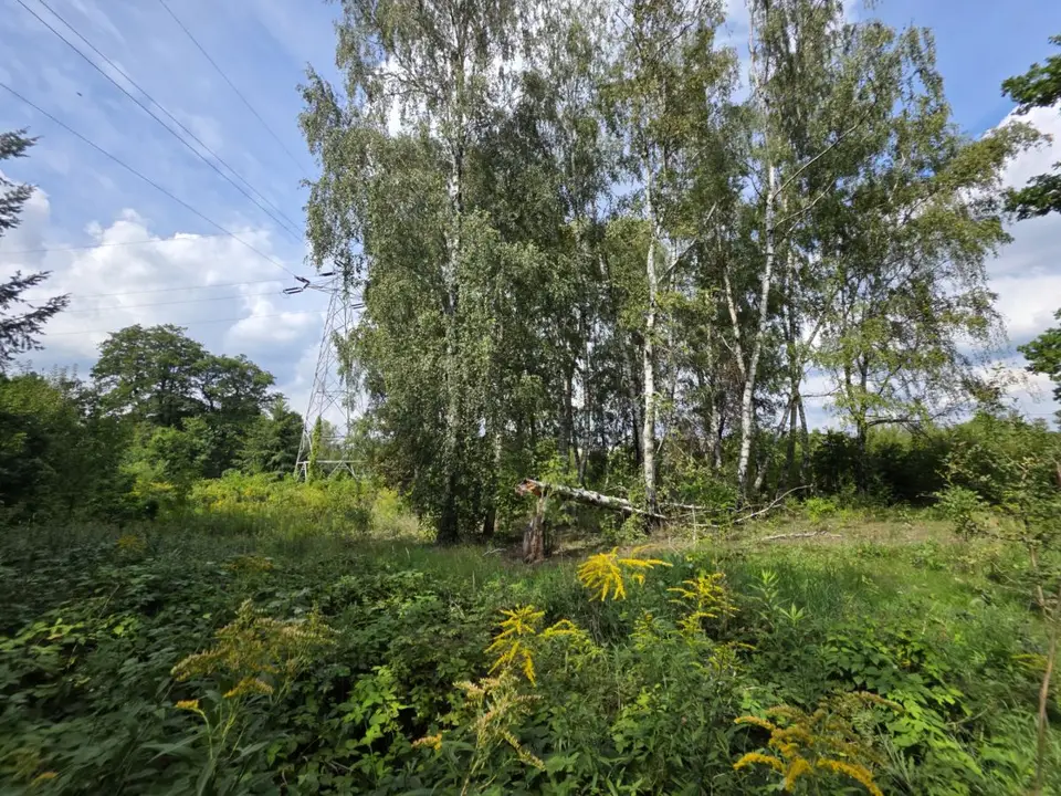Zdjęcie 15