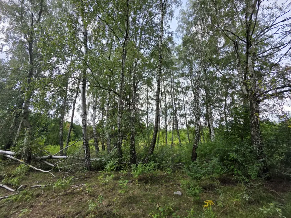 Zdjęcie 17