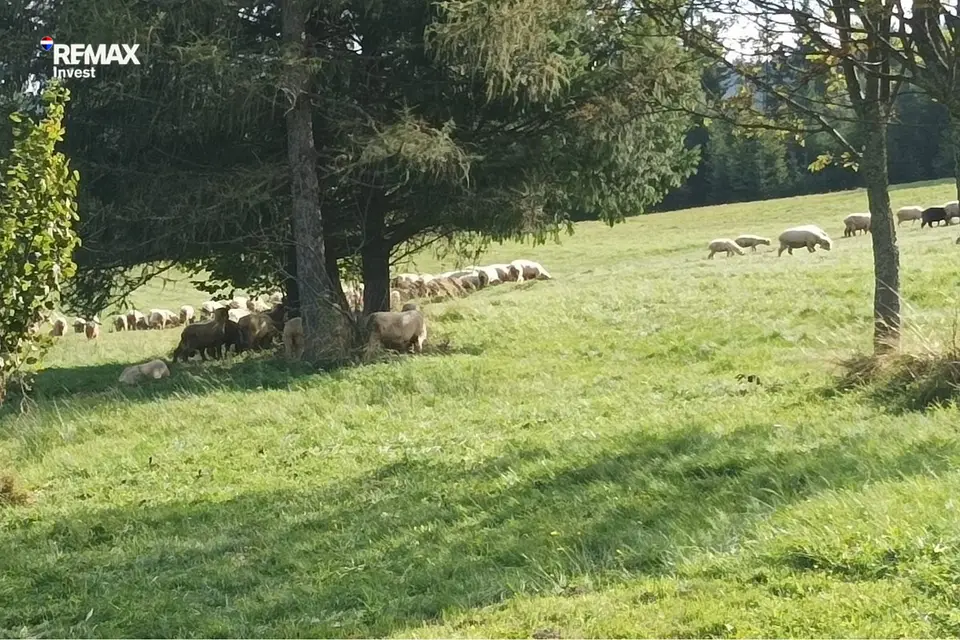Zdjęcie 13