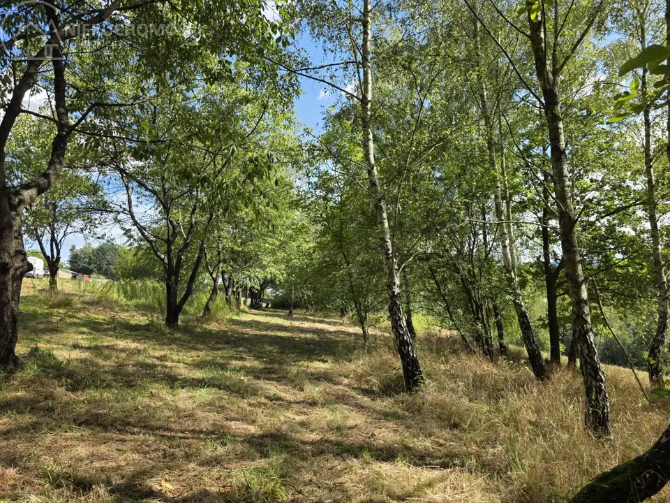Zdjęcie 11