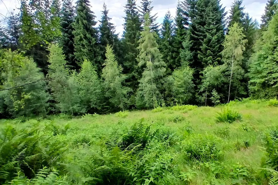 Zdjęcie 9