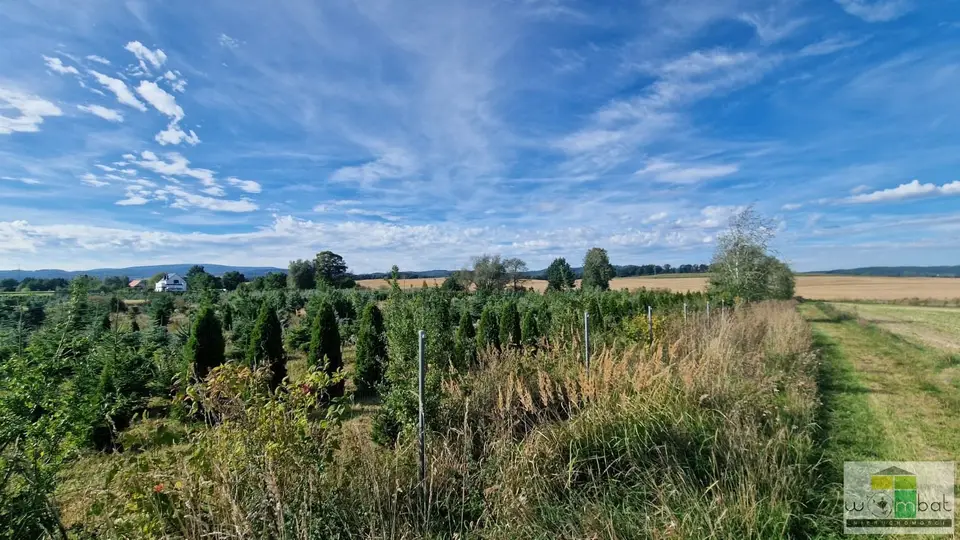 Zdjęcie 8