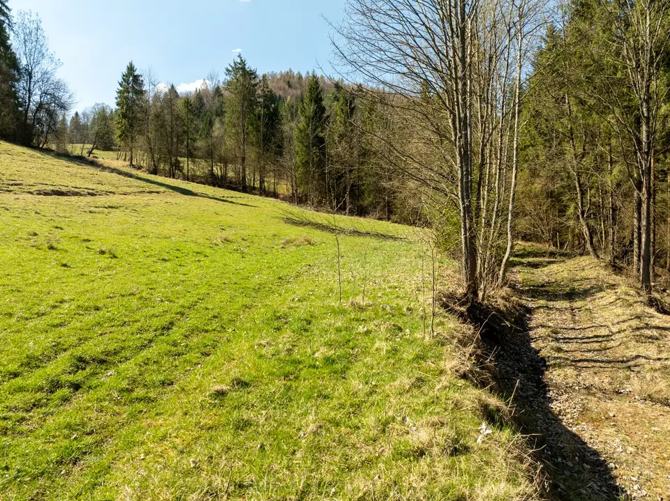 Zdjęcie 12