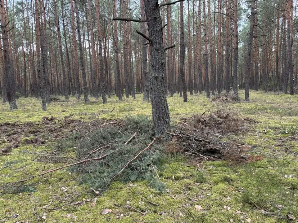 Zdjęcie 5