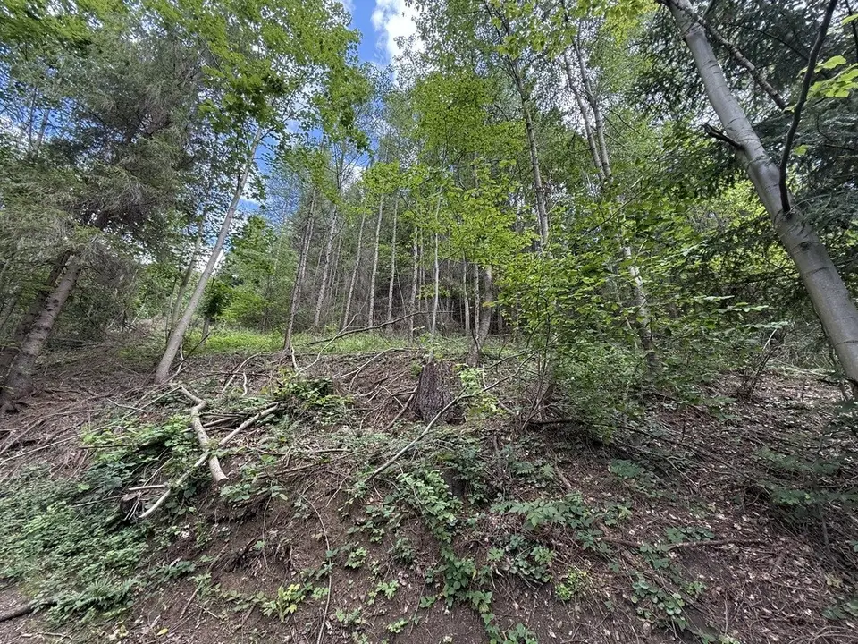 Zdjęcie 12