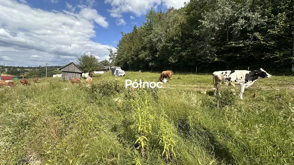 Zdjęcie 4