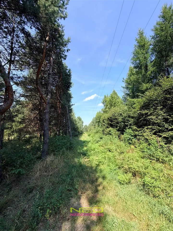 Zdjęcie 11