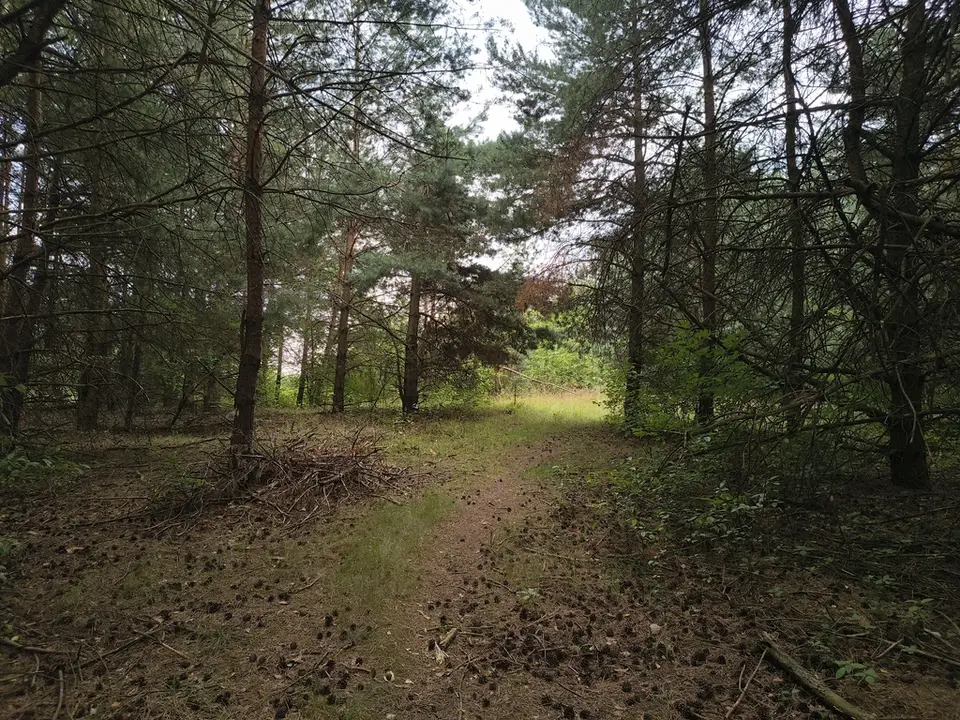 Działka rekreacyjna 5 353 m², Czyżemin
