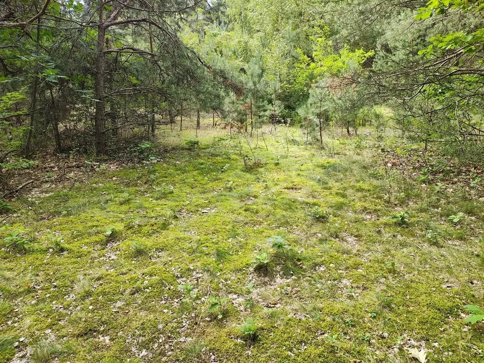 Działka budowlana 1 459 m², Sokolniki-Las