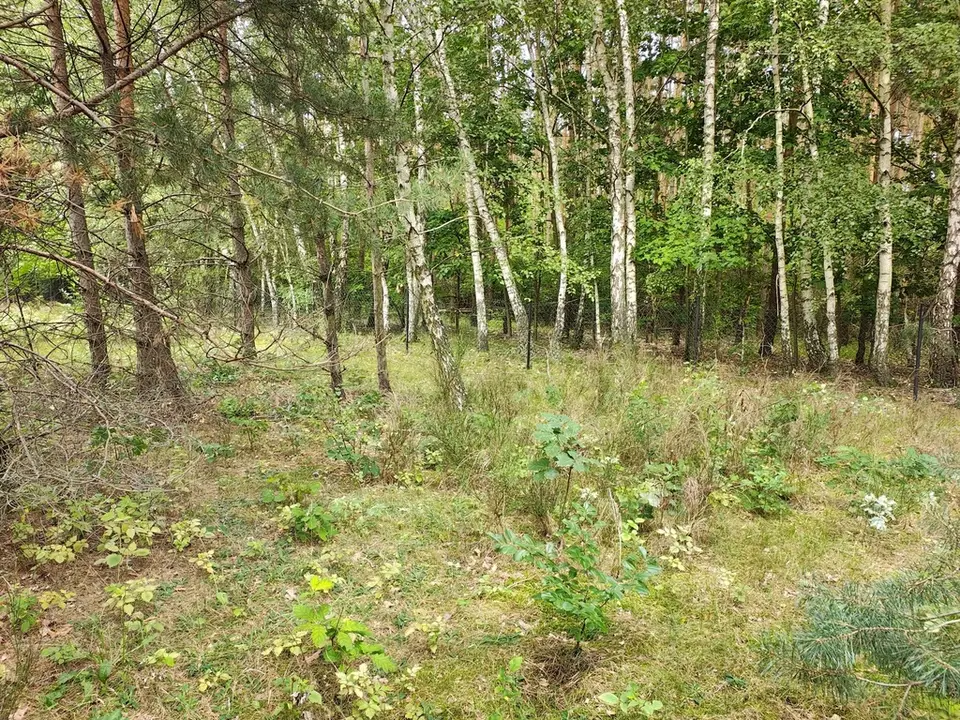 Zdjęcie 2