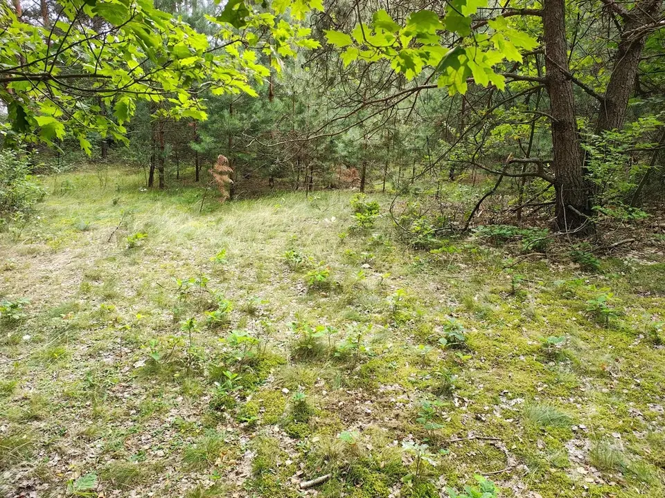 Zdjęcie 6