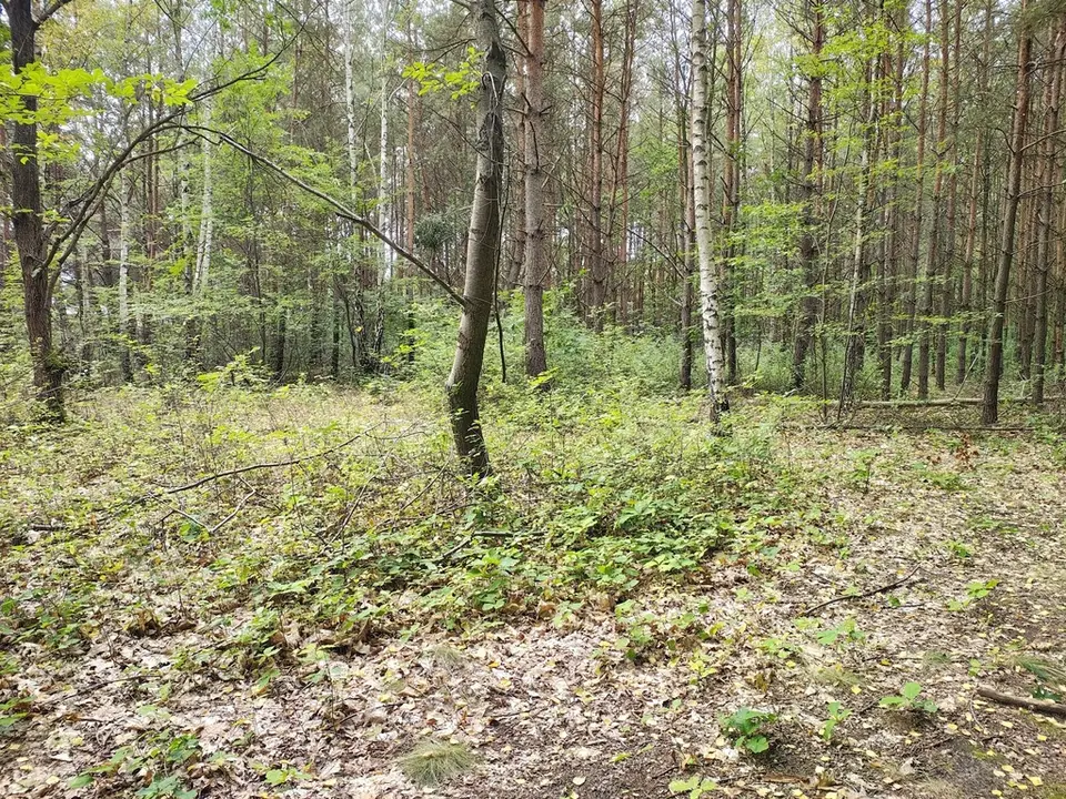 Zdjęcie 3