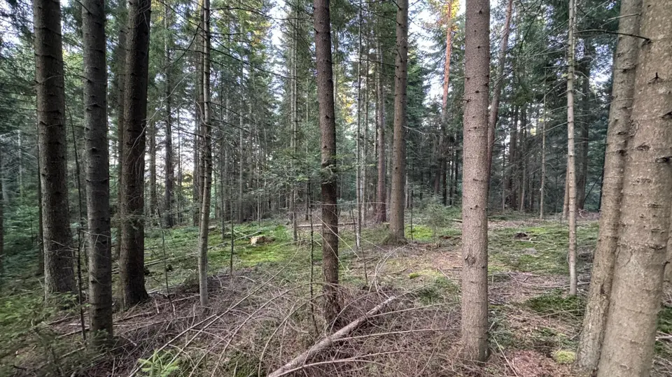 Zdjęcie 19