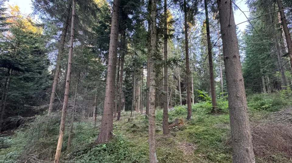Zdjęcie 20