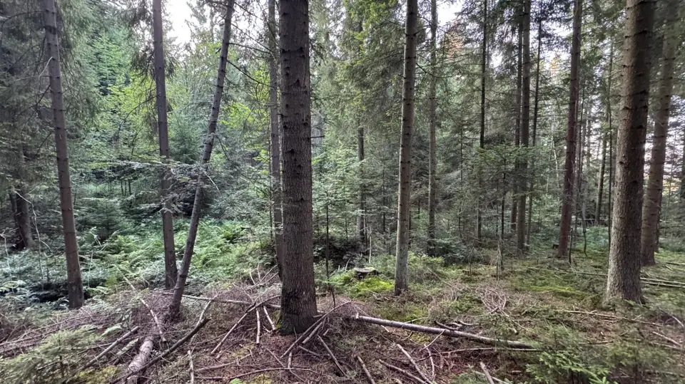 Zdjęcie 21